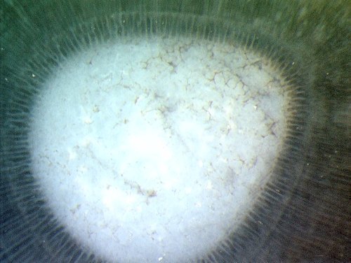Pachytheca in de Rhynie chert (detail)