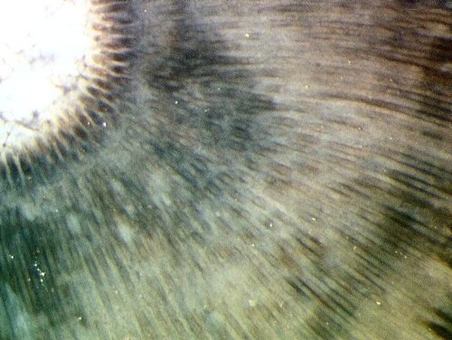 Pachytheca uit de Rhynie chert (detail)