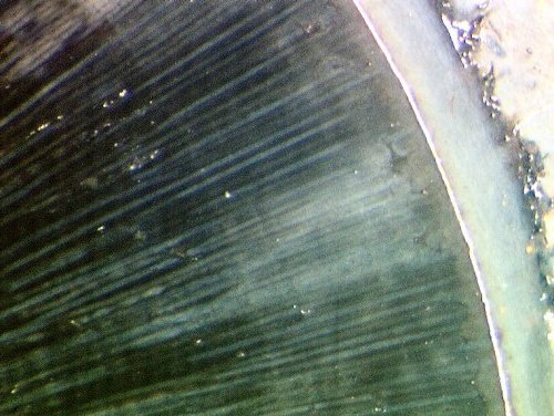 Pachytheca uit de Rhynie chert (detail)