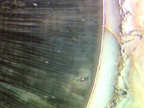 Pachytheca uit de Rhynie chert (detail)