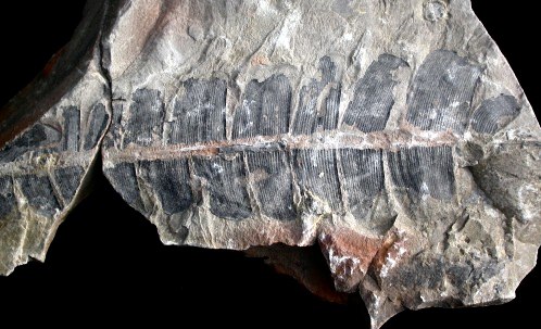 Anomozamites