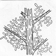 Gracilopteris bergeronii
