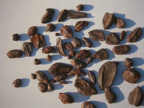 Seeds from the beach of Sheppey