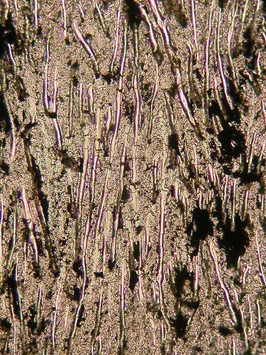 Microphoto Prototaxites Microphoto Prototaxites