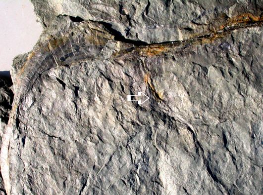 Mosellophyton hefteri
