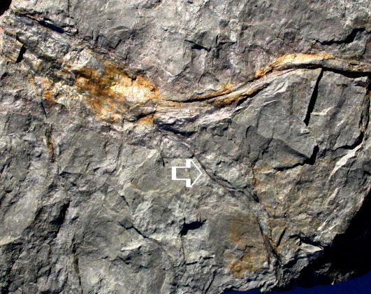 Mosellophyton hefteri