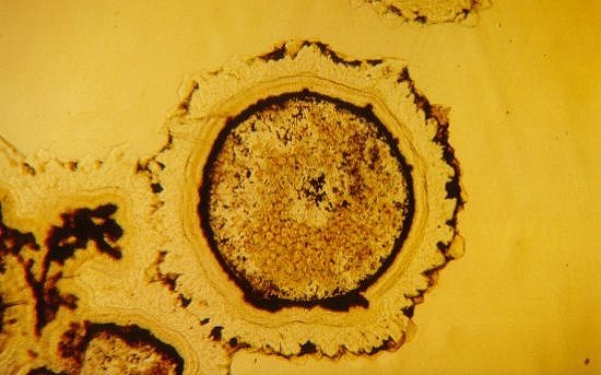 Section of a rhynia stem