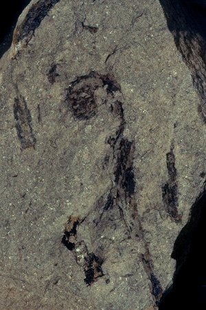 Coiled tip of Sawdonia ornata