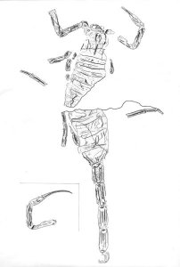 Drawing of the scorpion of the Piesberg