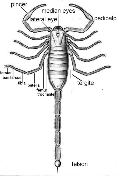 Scorpion of the Piesberg