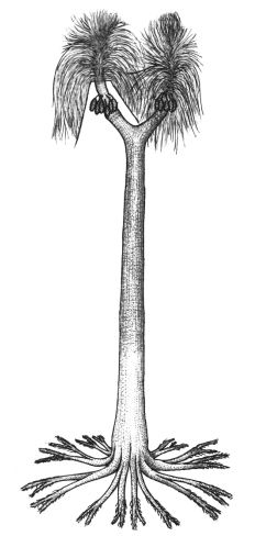 Restoration of Sigillaria