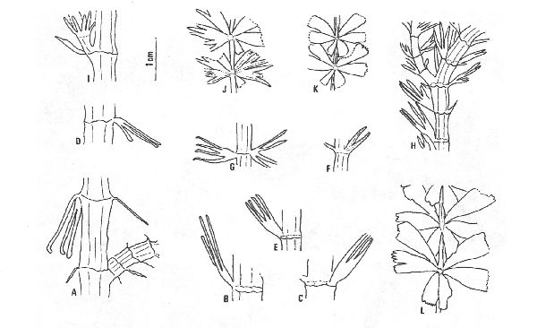 Leaf-shapes in  S. oblongifolium
