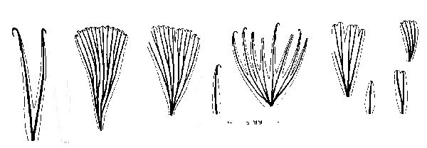 Leaf-shapes of S. emarginatum
