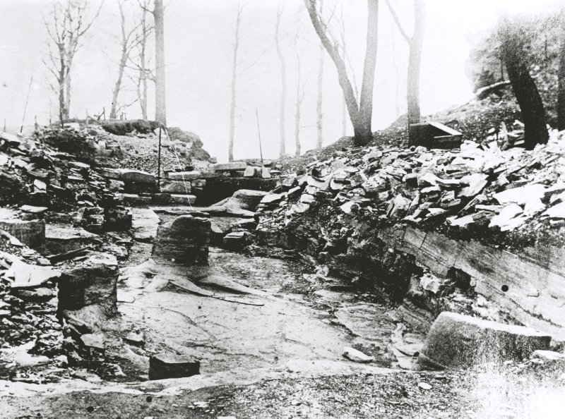 The Fossil Grove 1887