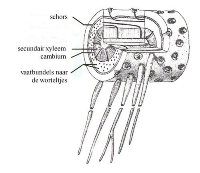 Structure of Stigmaria