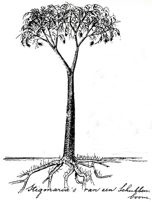 Lepidodendron met Stigmaria