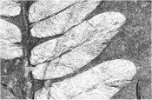 Neuropteris tenuifolia