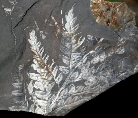 Mariopteris muricata