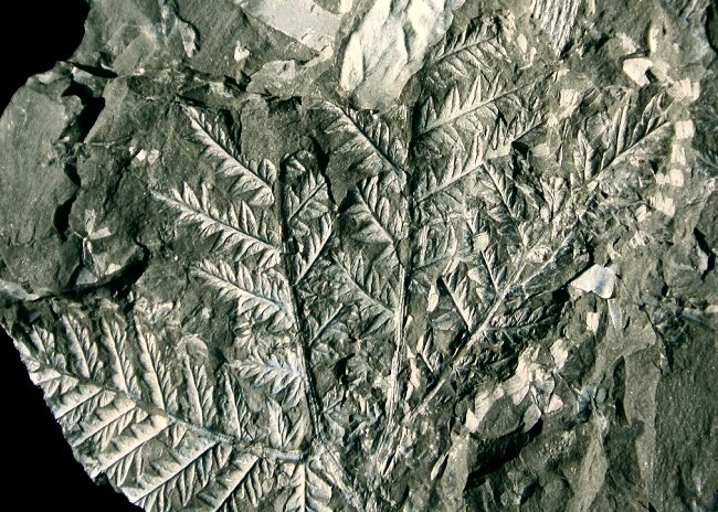 Mariopteris muricata