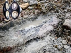 Fossil conifer trunk