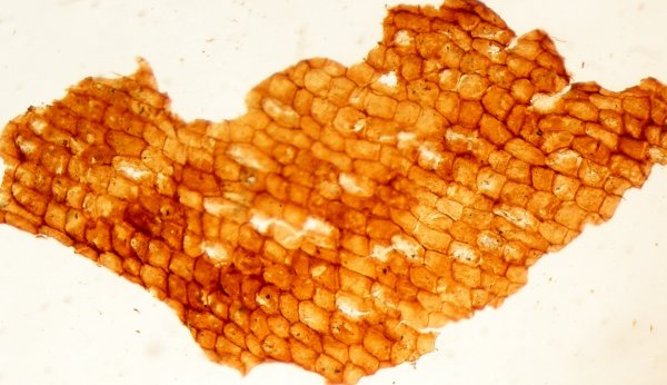 Cuticle of Nilssonia compta