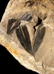 Ginkgo leaf from Yorkshire