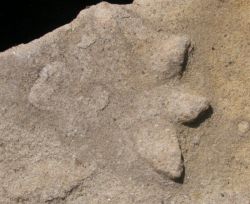 Footprint from Burniston